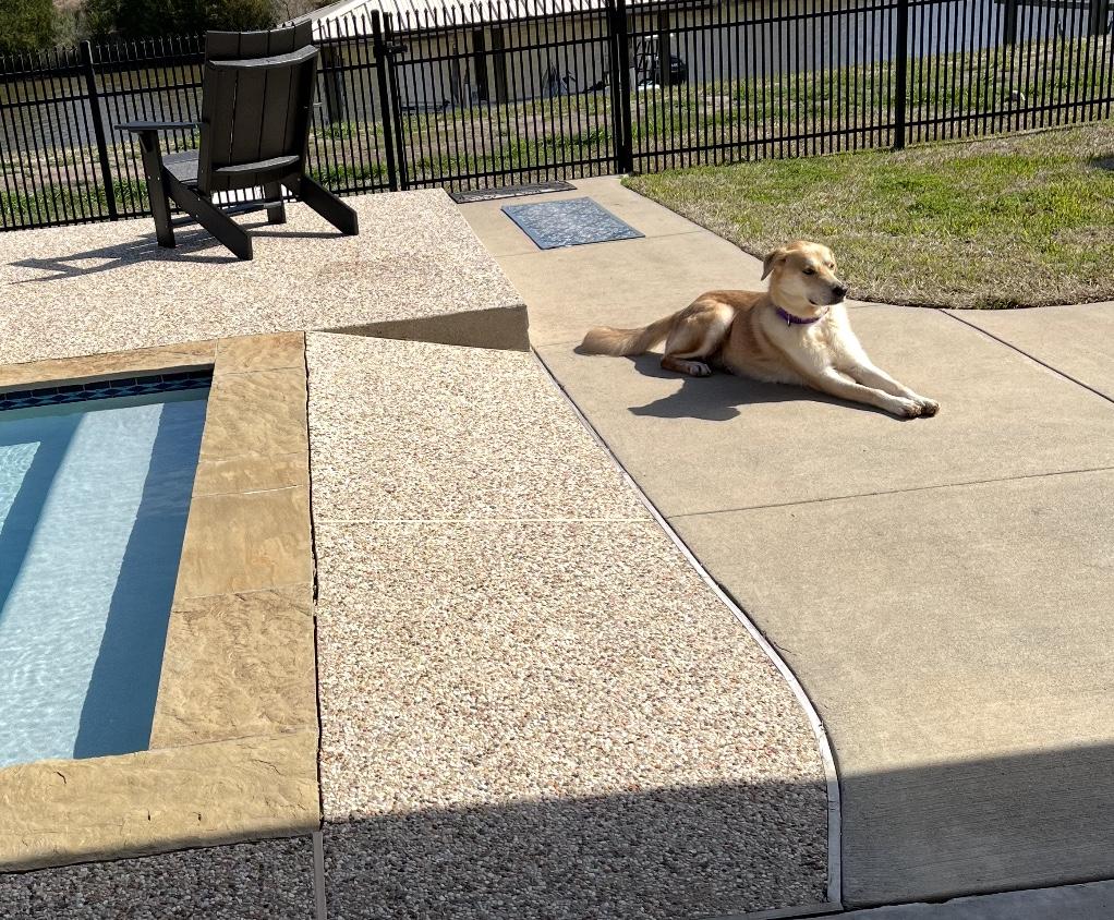 Enlarge Max, a Adoptable mixed breed in Webster, TX image 2/3