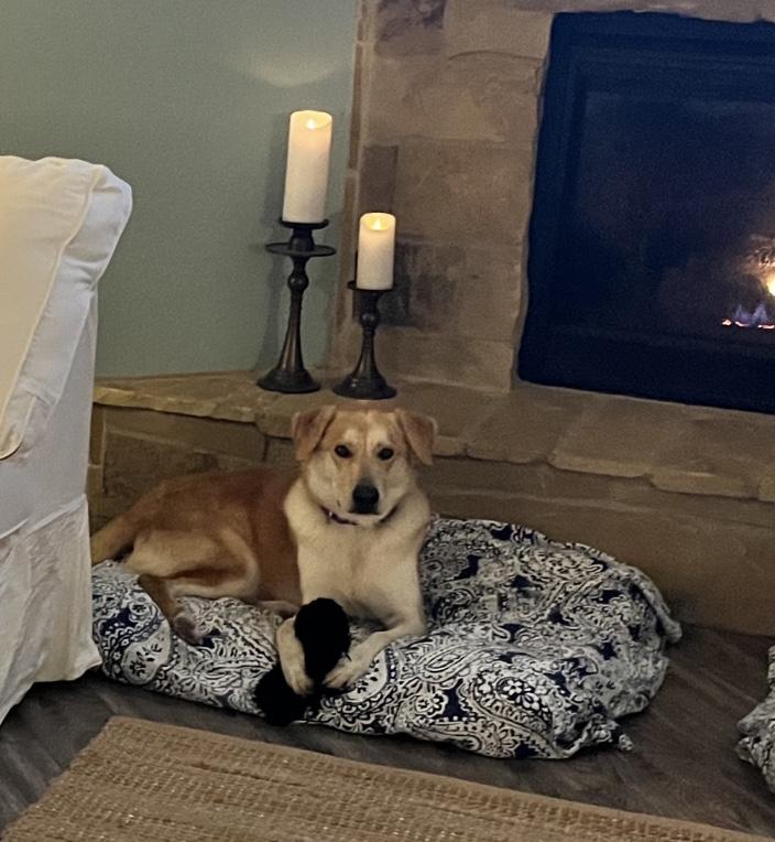 Max, Adoptable, Adult Male Labrador Retriever & Husky.