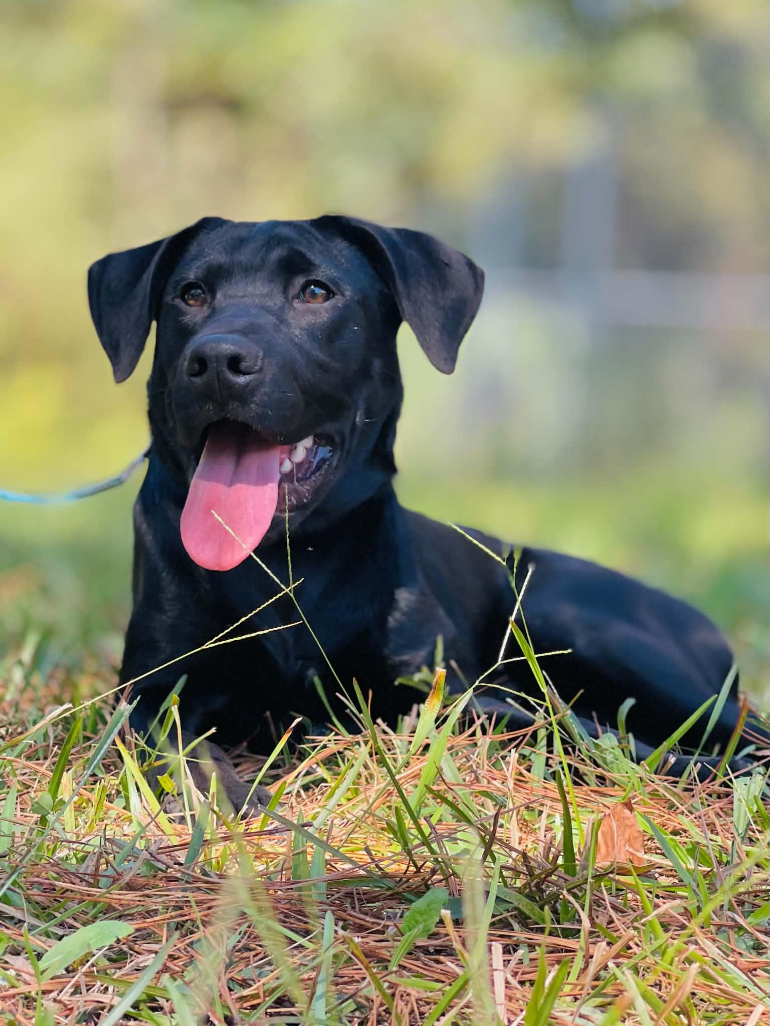 Peeta, Adoptable, Puppy Male Black Labrador Retriever.