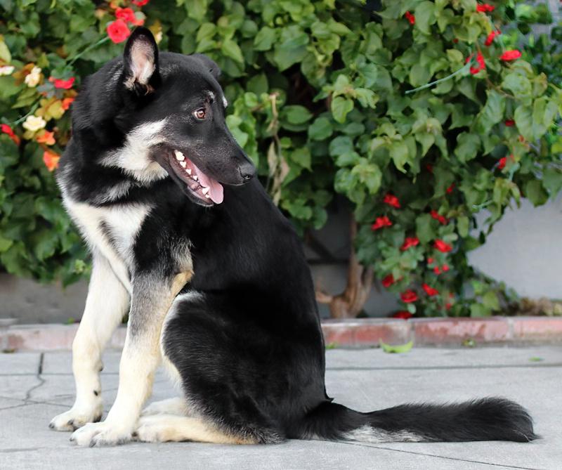 Enlarge *Licorice von Leiman , an adopted mixed breed in Los Angeles, CA image 2/3