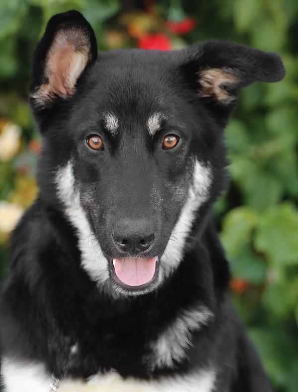 Enlarge *Licorice von Leiman , an adopted mixed breed in Los Angeles, CA image 1/3