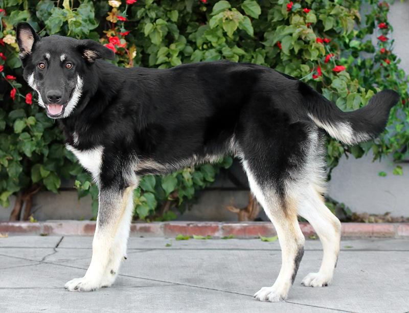 Enlarge *Licorice von Leiman , an adopted mixed breed in Los Angeles, CA image 3/3