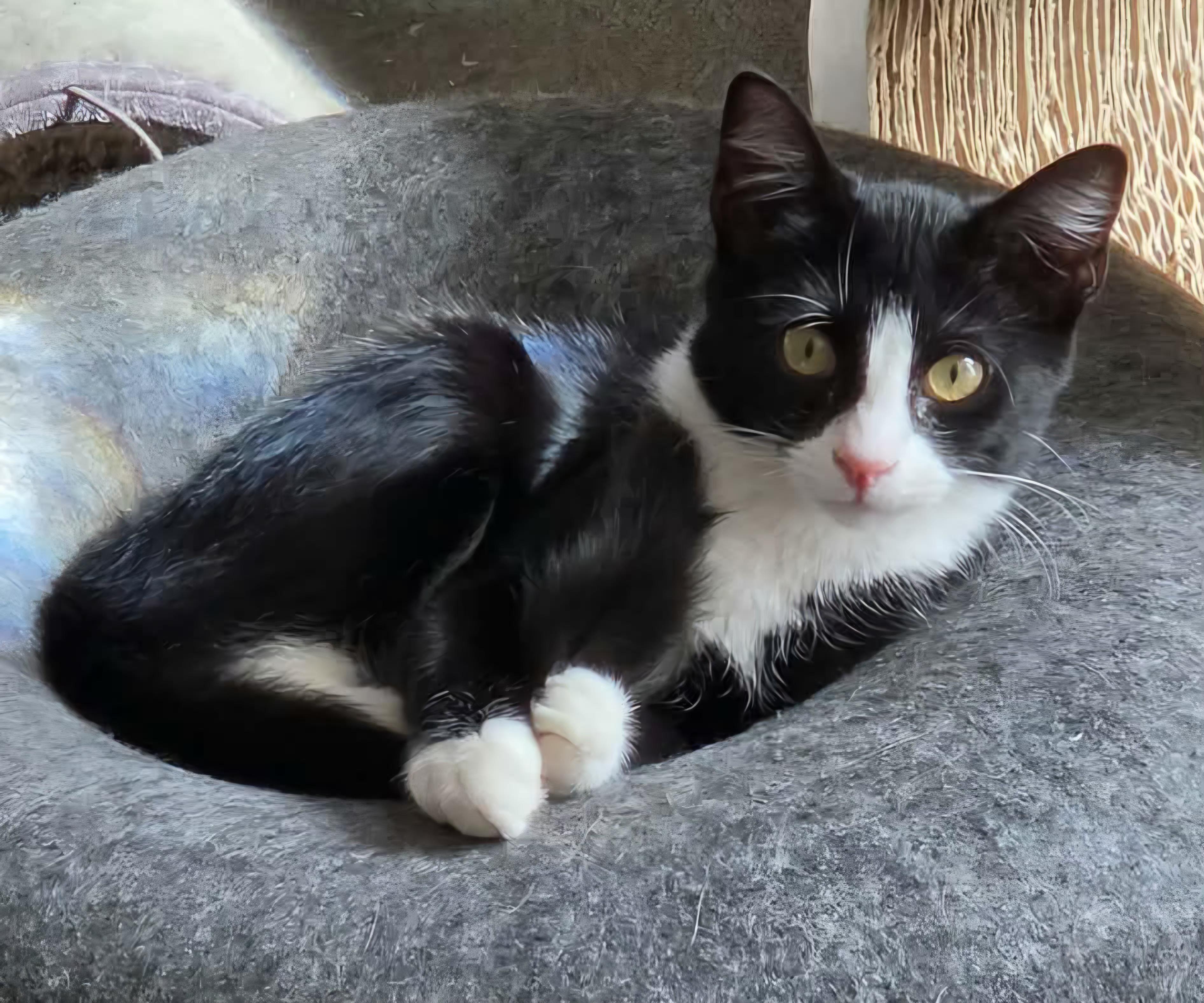 Enlarge Gizmo, a Adoptable Domestic Short Hair in Attleboro, MA image 2/6