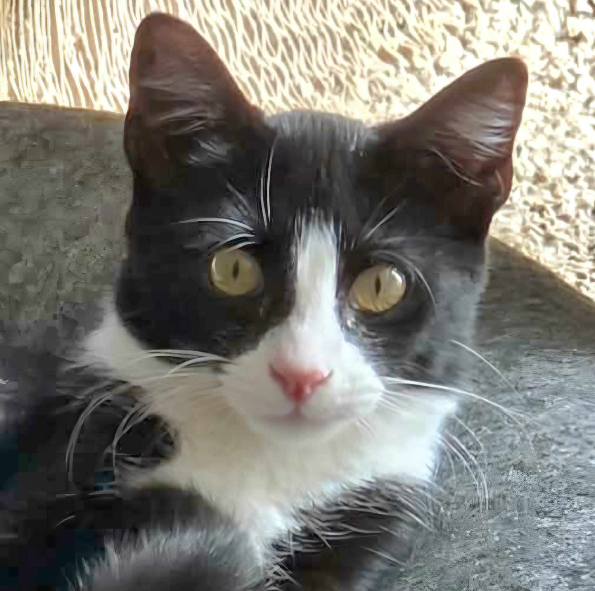 Enlarge Gizmo, a Adoptable Domestic Short Hair in Attleboro, MA image 1/6