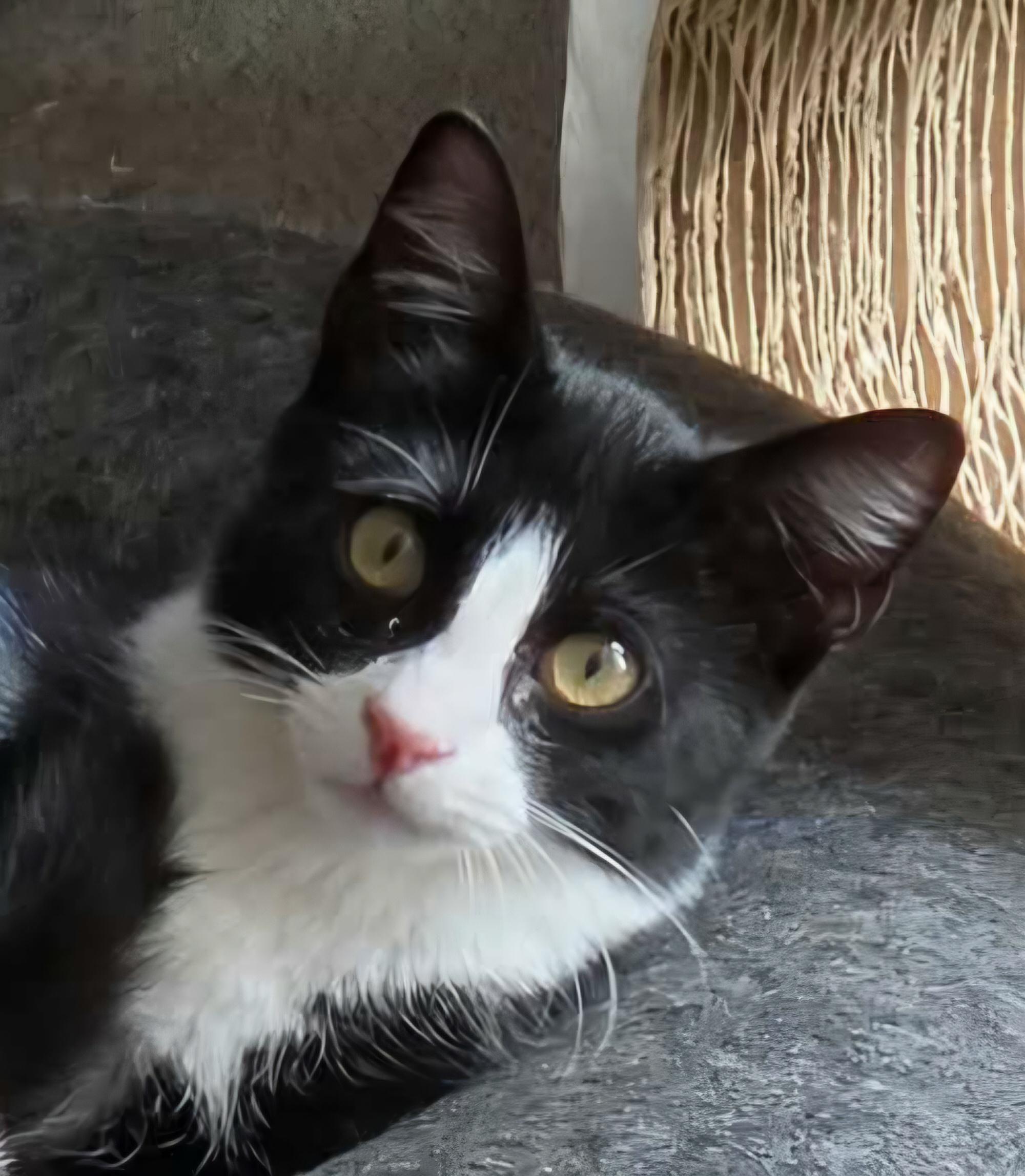 Enlarge Gizmo, a Adoptable Domestic Short Hair in Attleboro, MA image 6/6
