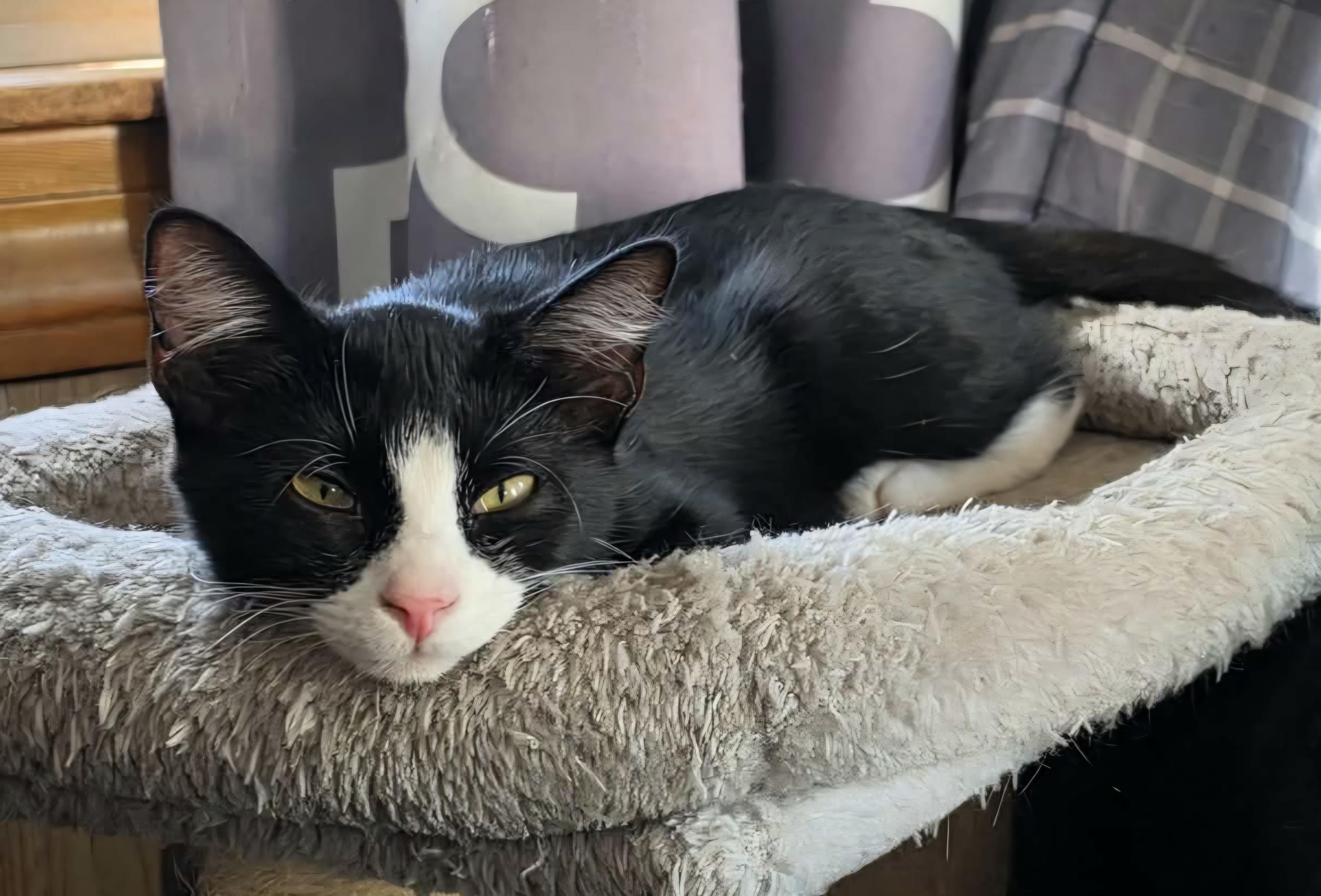 Enlarge Gizmo, a Adoptable Domestic Short Hair in Attleboro, MA image 5/6