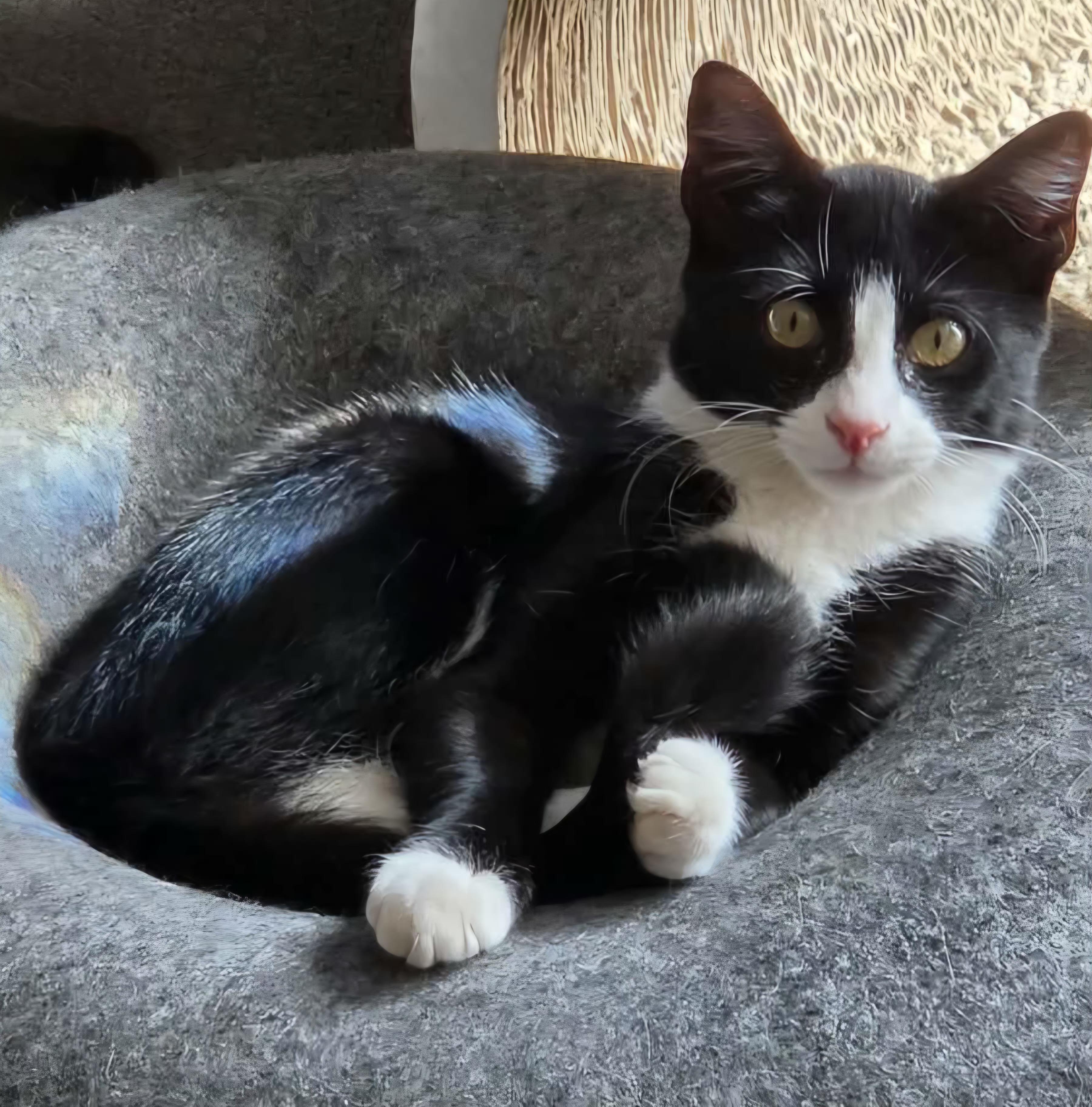 Enlarge Gizmo, a Adoptable Domestic Short Hair in Attleboro, MA image 4/6