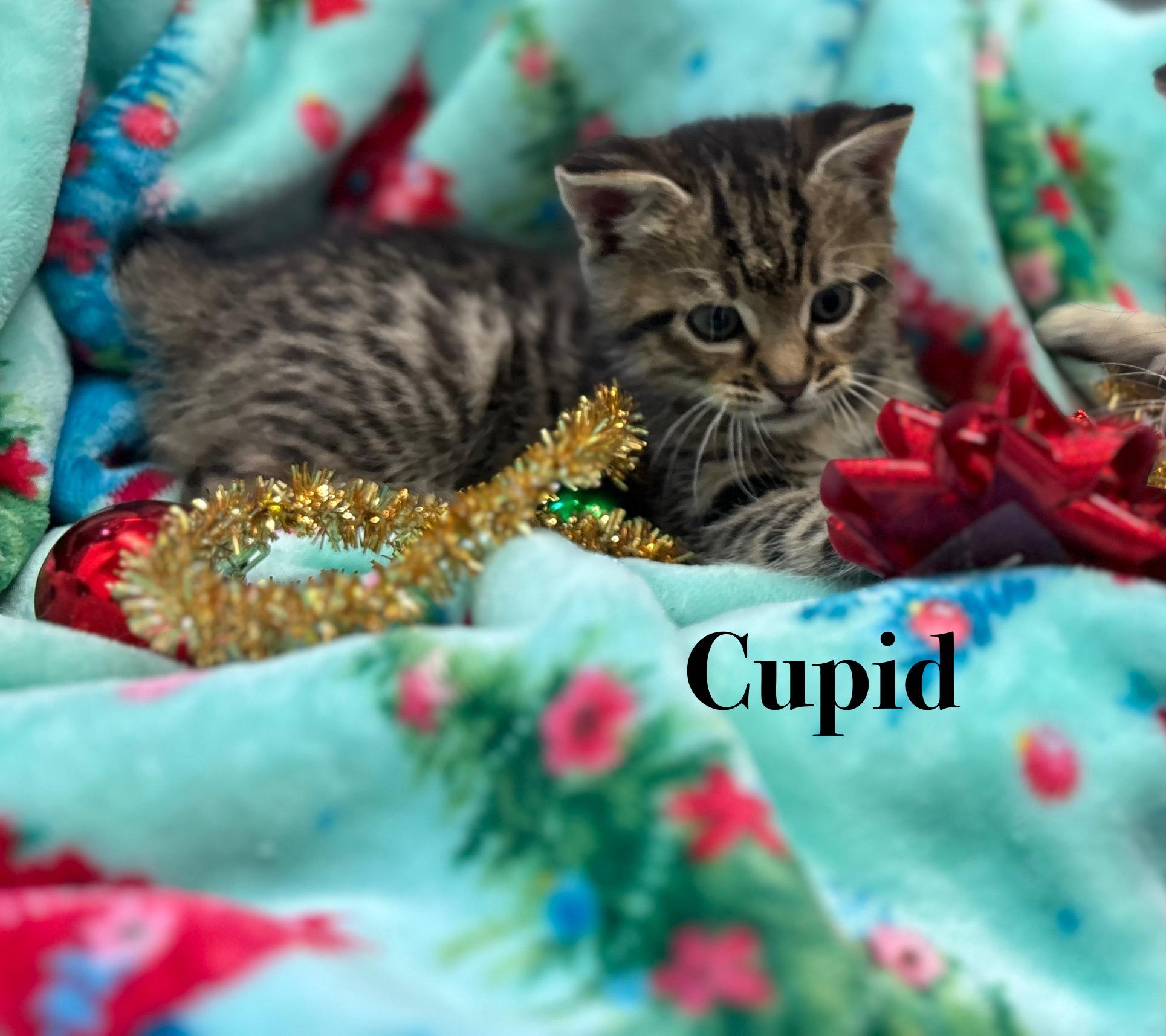 Cupid, a Adoptable Tabby image 2/2