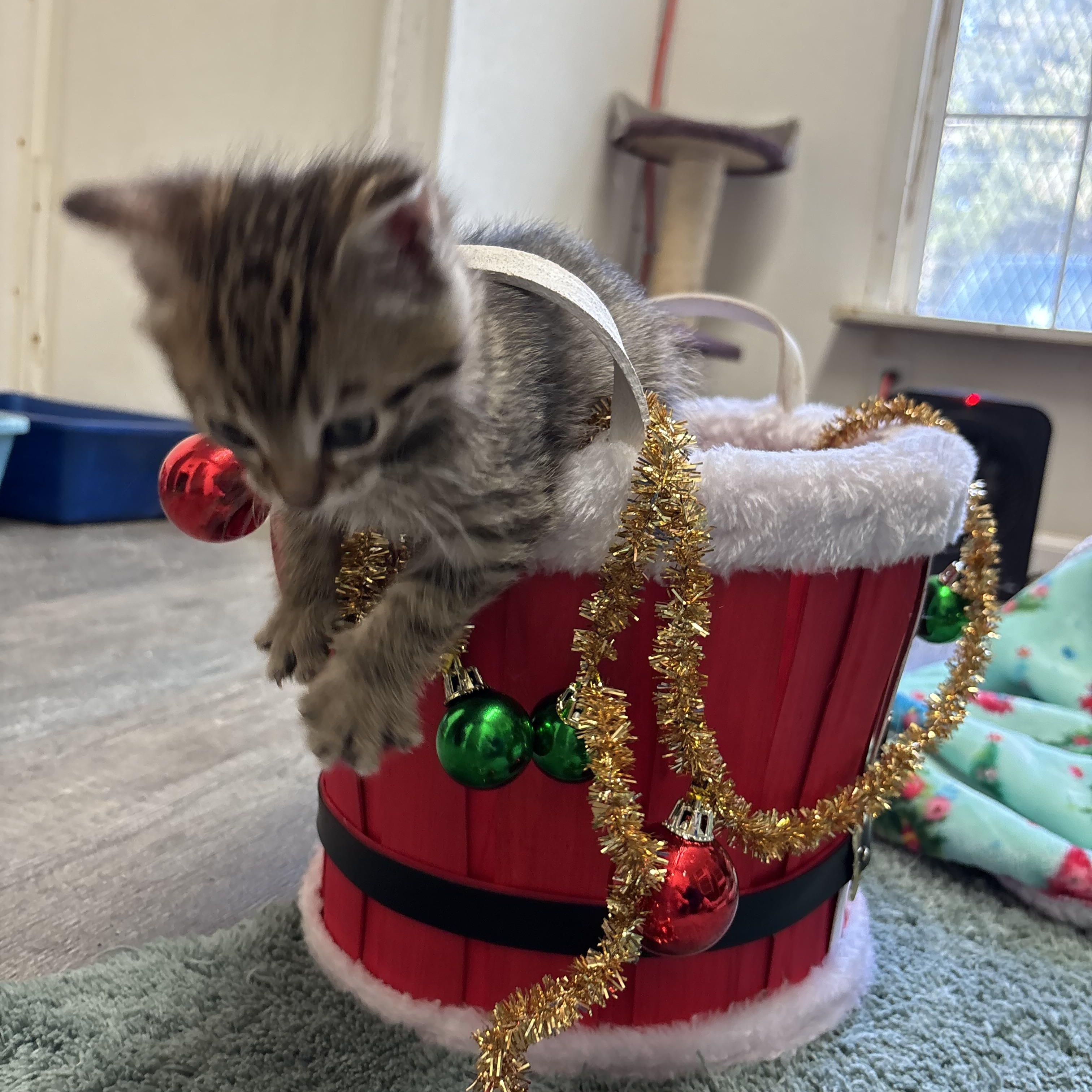 Cupid, Adoptable, Kitten Female Tabby.
