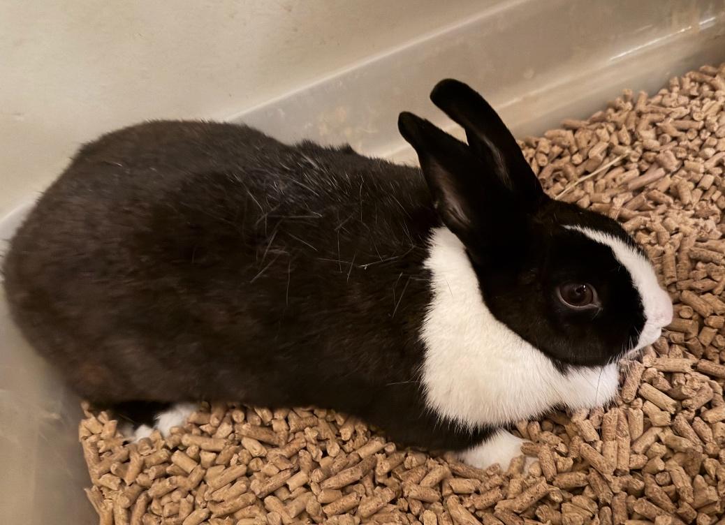 Woozy and Rosie: Their Story, a Adoptable Dutch in Charlotte, NC image 4/6