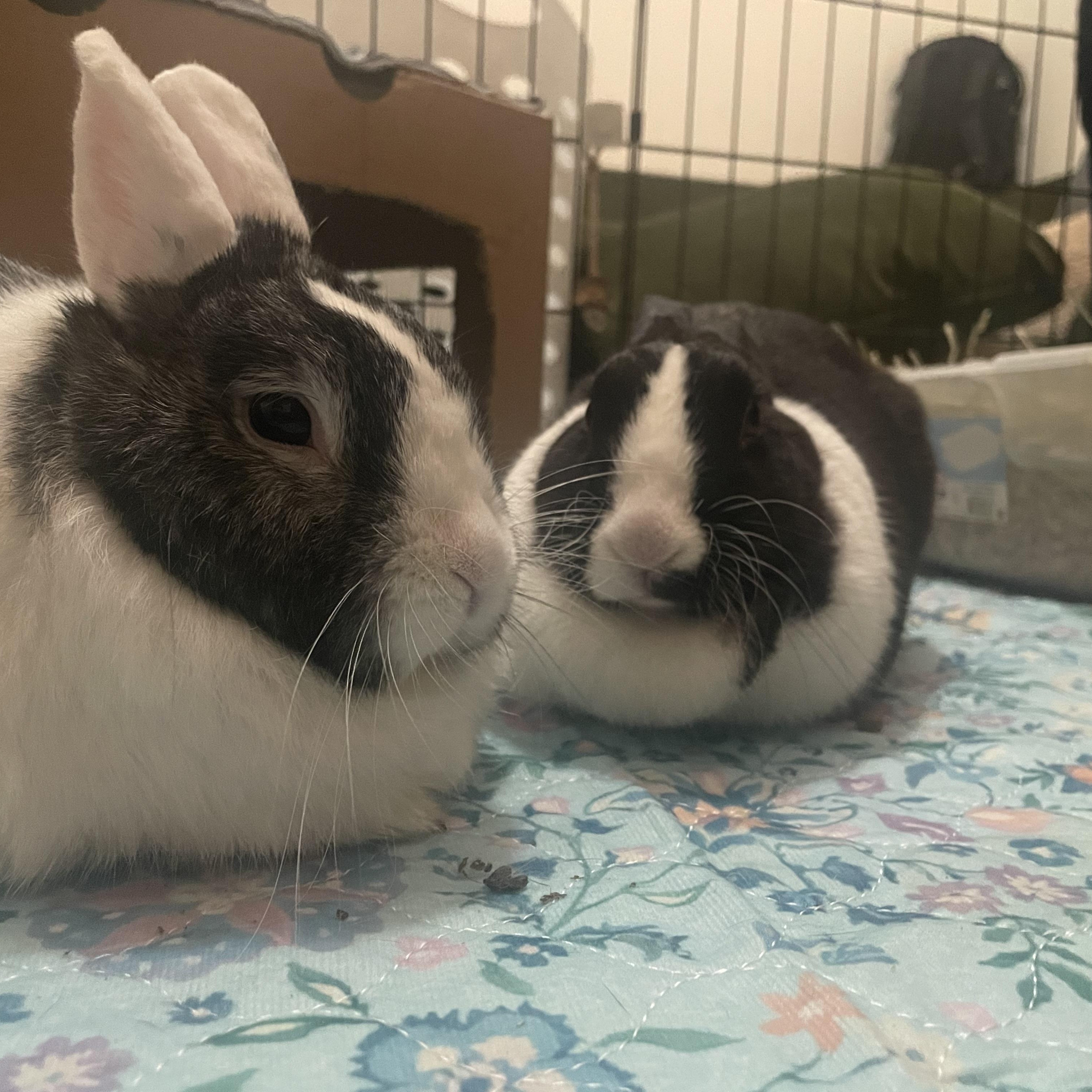 Woozy and Rosie: Their Story, a Adoptable Dutch in Charlotte, NC image 2/6