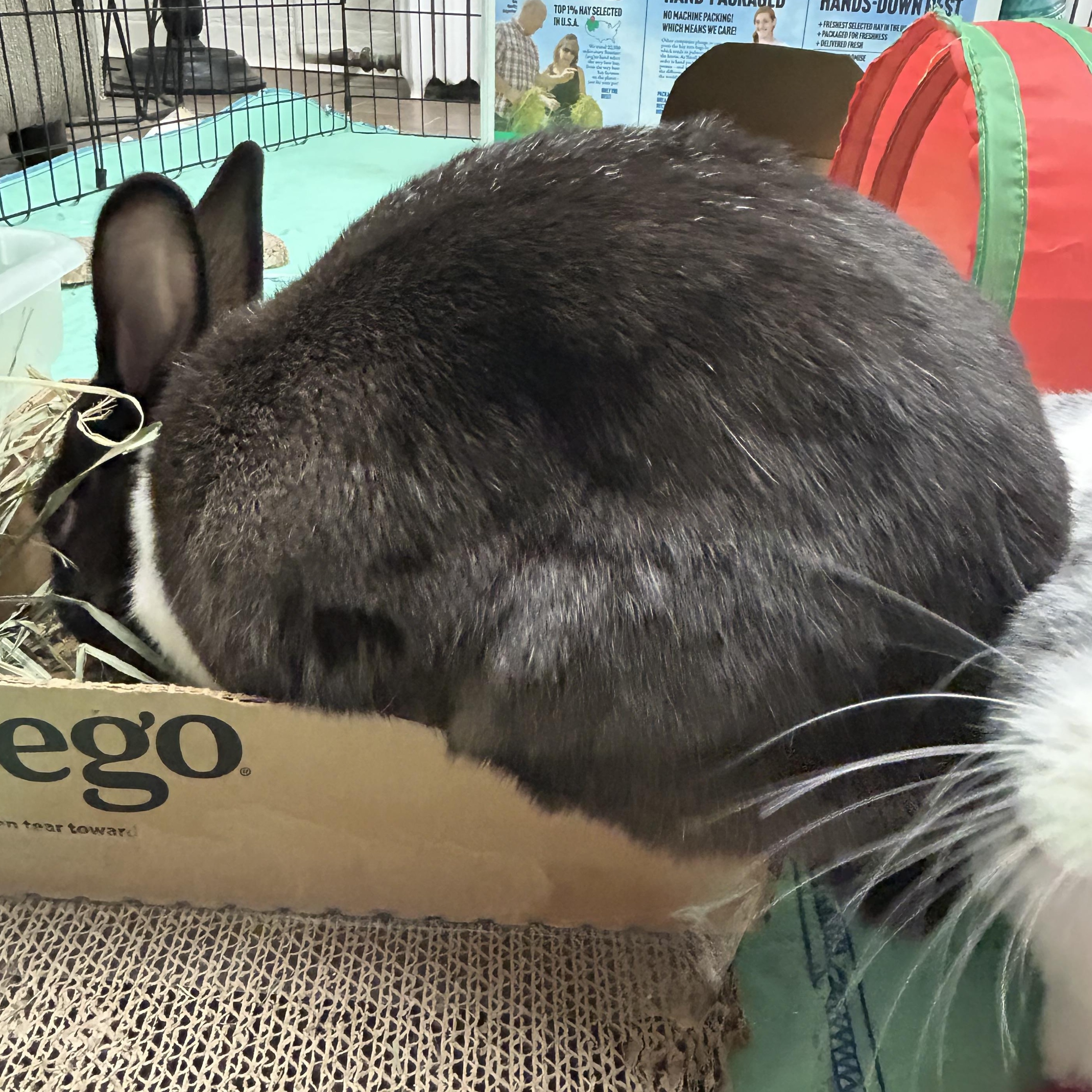 Rosie and Lily: Their Story, a Adoptable Dutch in Charlotte, NC image 4/6