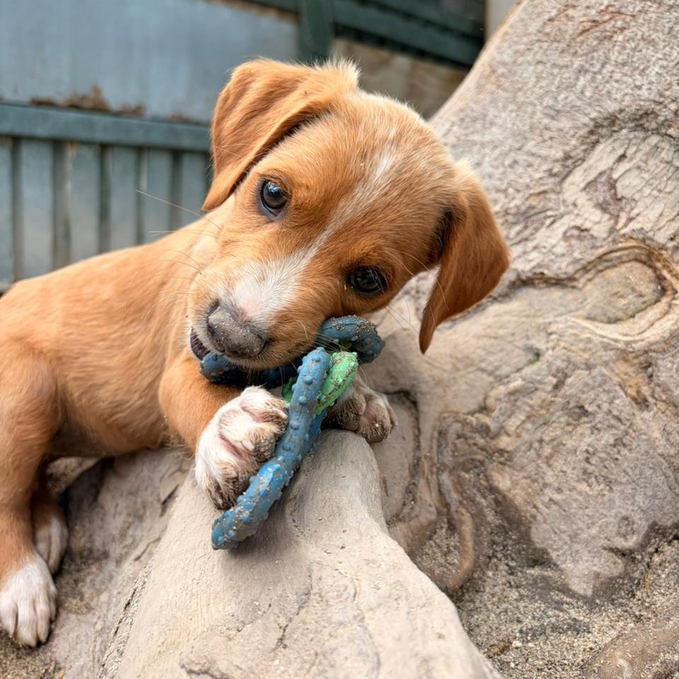 Veronica, an adopted Mixed Breed in Thornhill, ON image 1/4