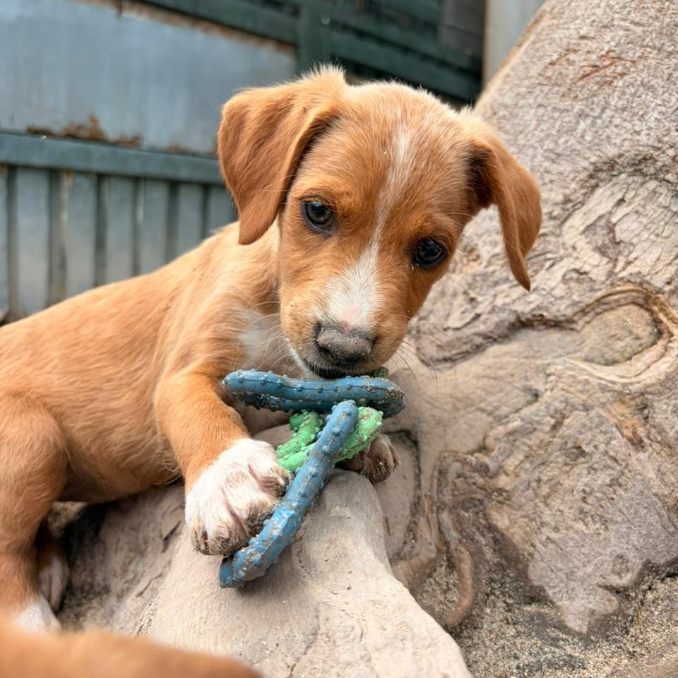 Veronica, an adopted Mixed Breed in Thornhill, ON image 3/4