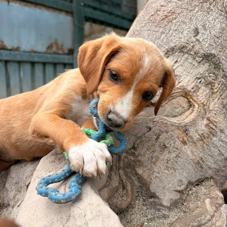 Veronica, an adopted Mixed Breed in Thornhill, ON image 4/4