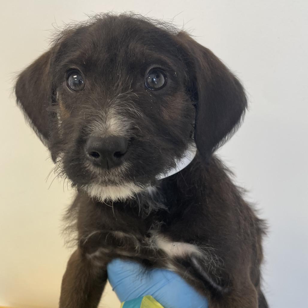 Elmer Fudd, Adoptable, Puppy Male Spaniel & Terrier.