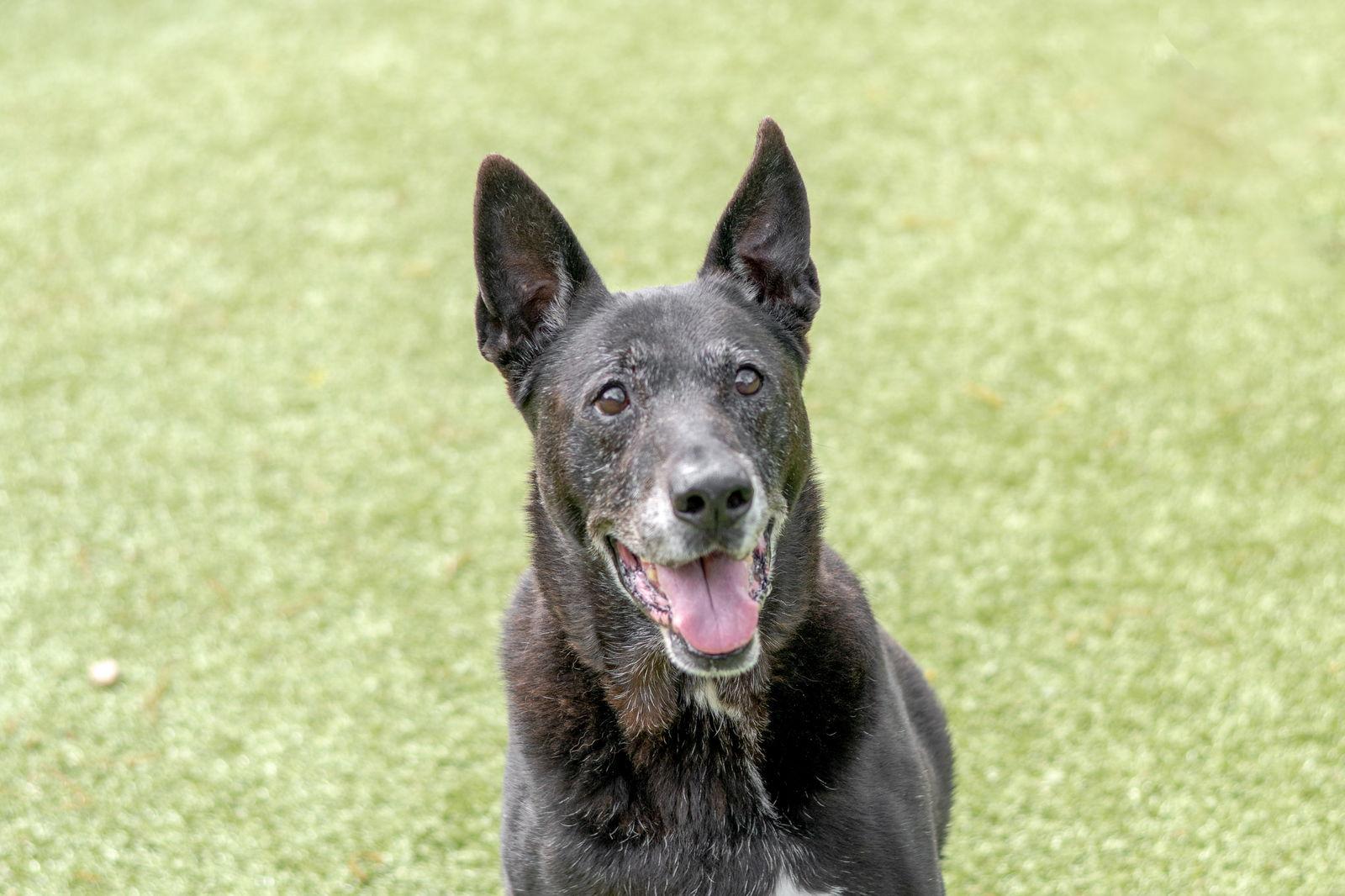 Enlarge Cyrus, a Adoptable Labrador Retriever in Hilton Head Island, SC image 2/3