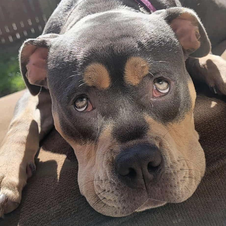 Enlarge Margot, a Adoptable mixed breed in Chicago, IL image 2/6