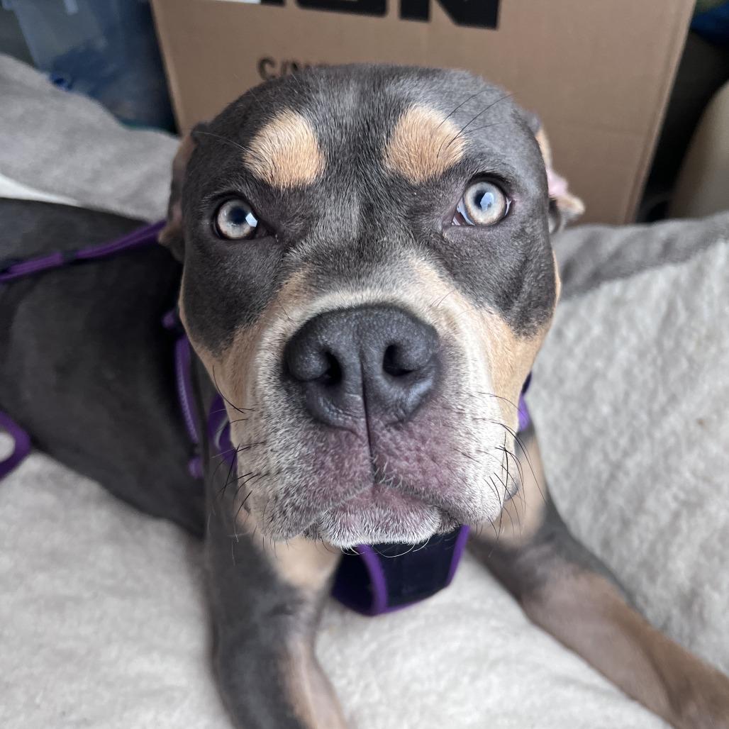 Enlarge Margot, a Adoptable mixed breed in Chicago, IL image 3/6