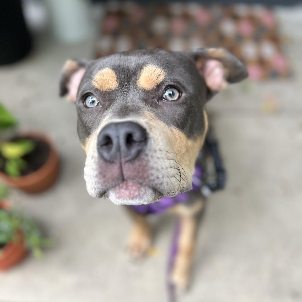 Enlarge Margot, a Adoptable mixed breed in Chicago, IL image 4/6