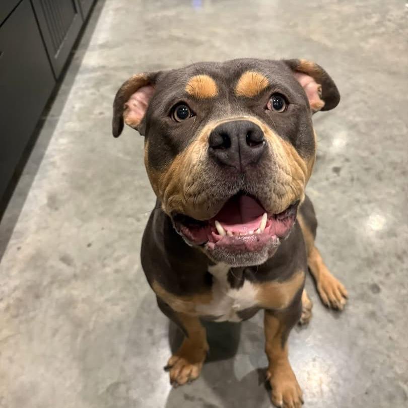 Enlarge Margot, a Adoptable mixed breed in Chicago, IL image 5/6