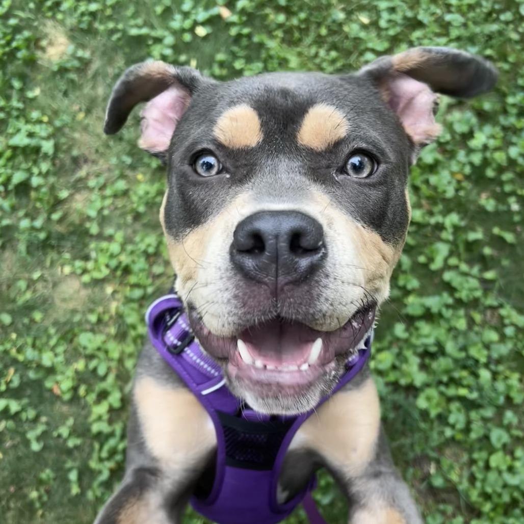 Enlarge Margot, a Adoptable mixed breed in Chicago, IL image 6/6