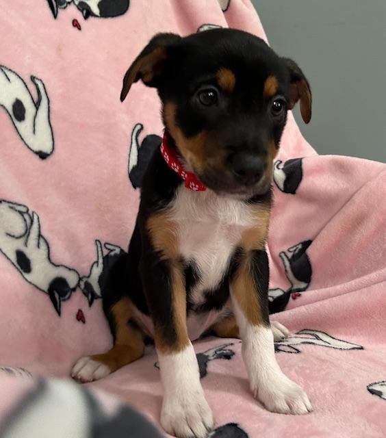 Perdita Power — thumbnail 4