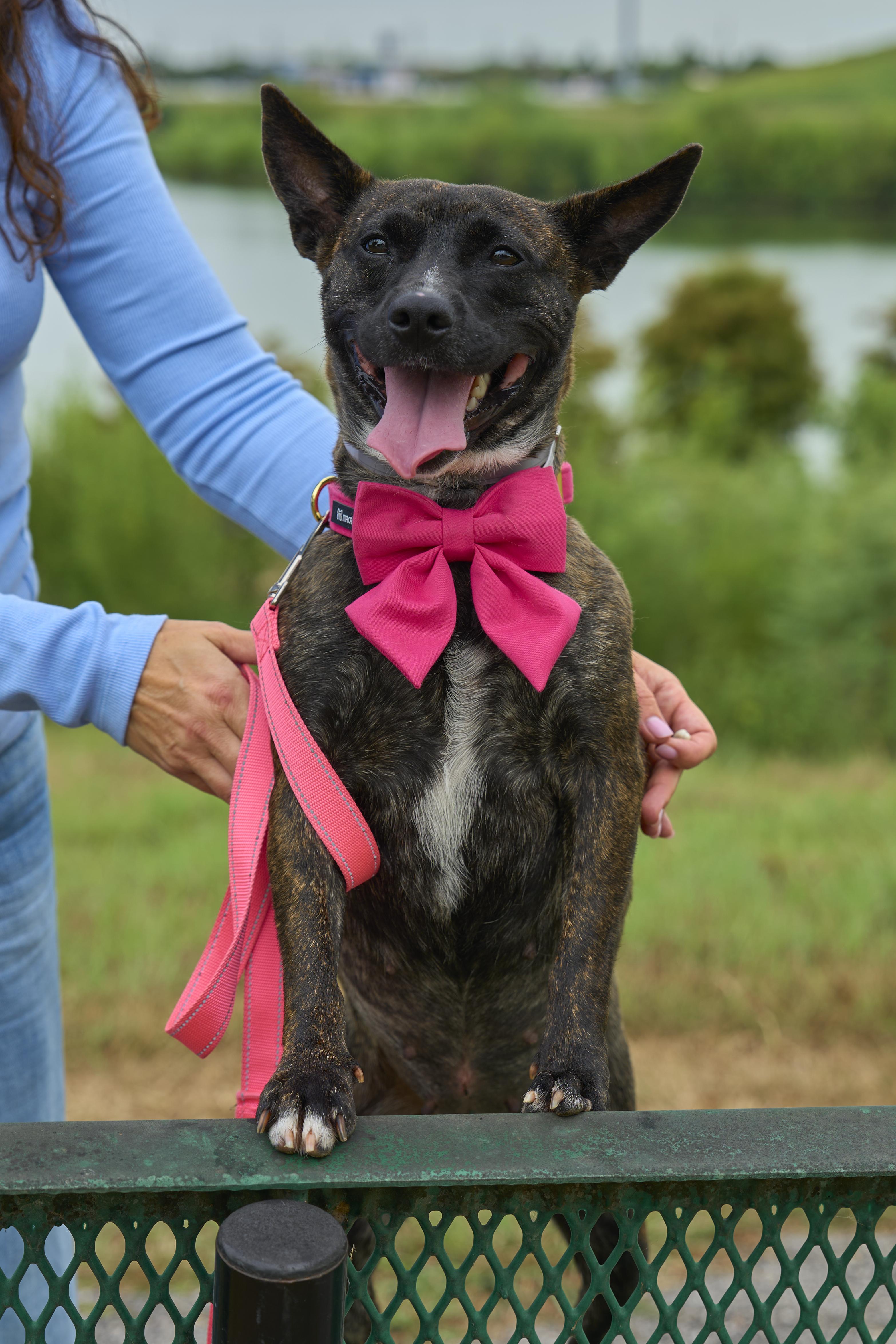 Enlarge Nubis, a Adoptable Australian Cattle Dog / Blue Heeler in CANTON, OH image 5/5
