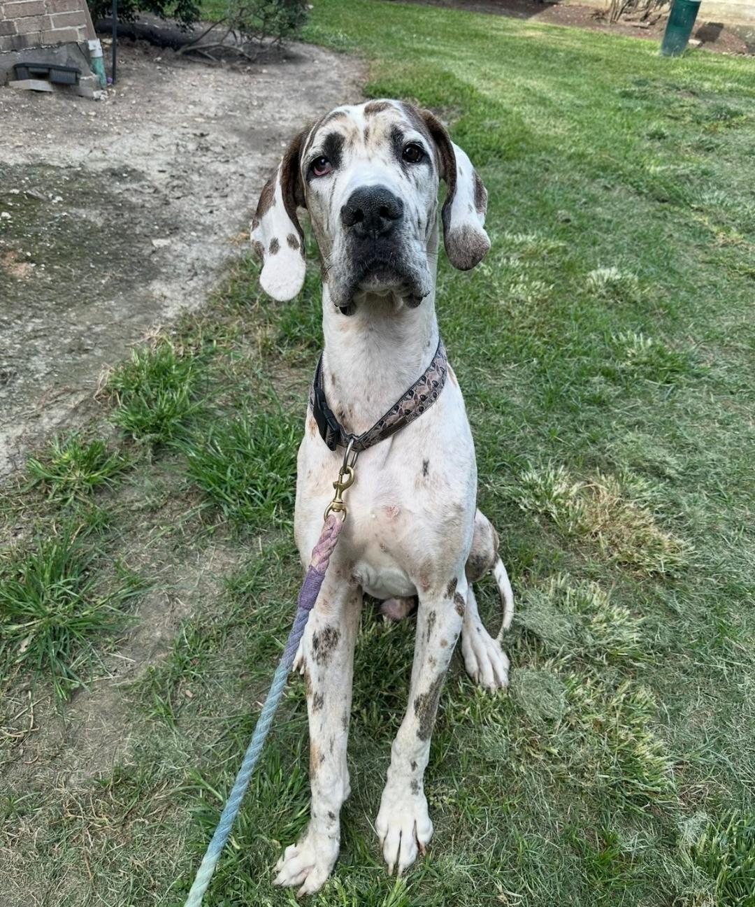 Dewey, a ADOPTABLE Great Dane in Austin, TX image 3/6