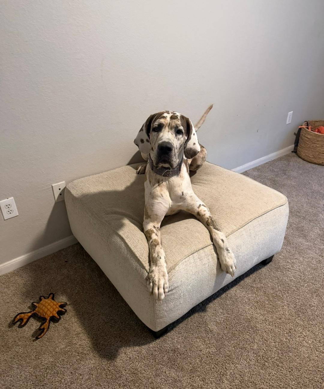 Dewey, a ADOPTABLE Great Dane in Austin, TX image 4/6