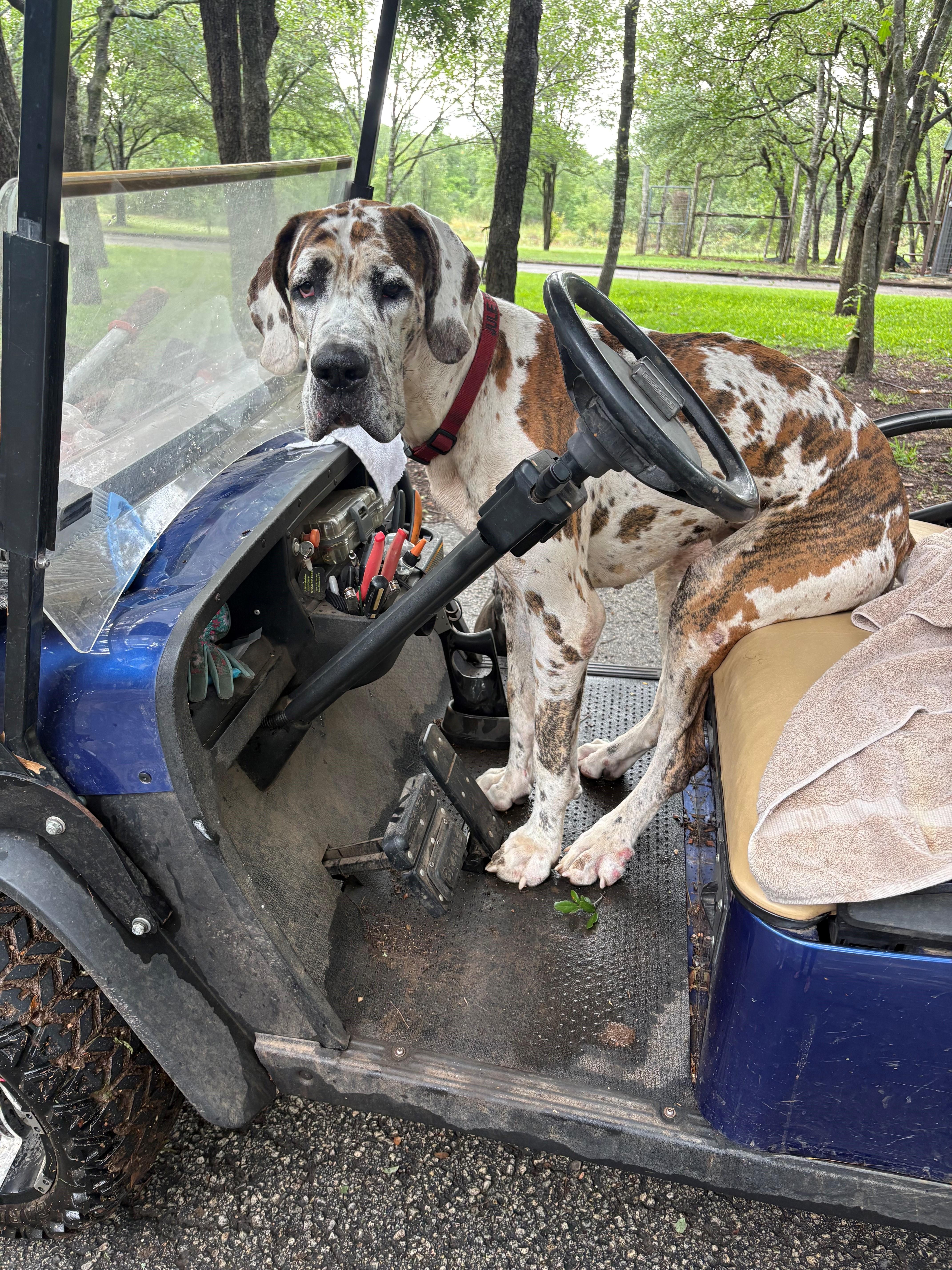 Dewey, a ADOPTABLE Great Dane in Austin, TX image 6/6