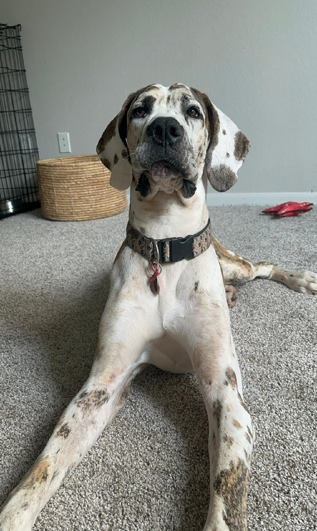 Dewey, a ADOPTABLE Great Dane in Austin, TX image 2/6
