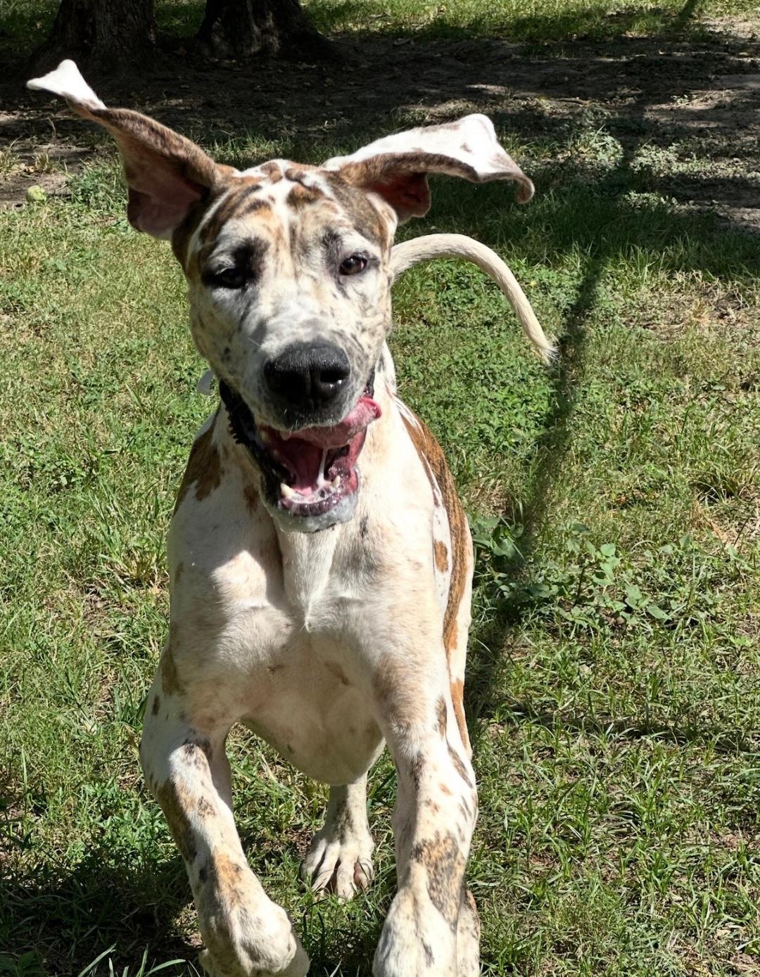 Dewey, a ADOPTABLE Great Dane in Austin, TX image 5/6