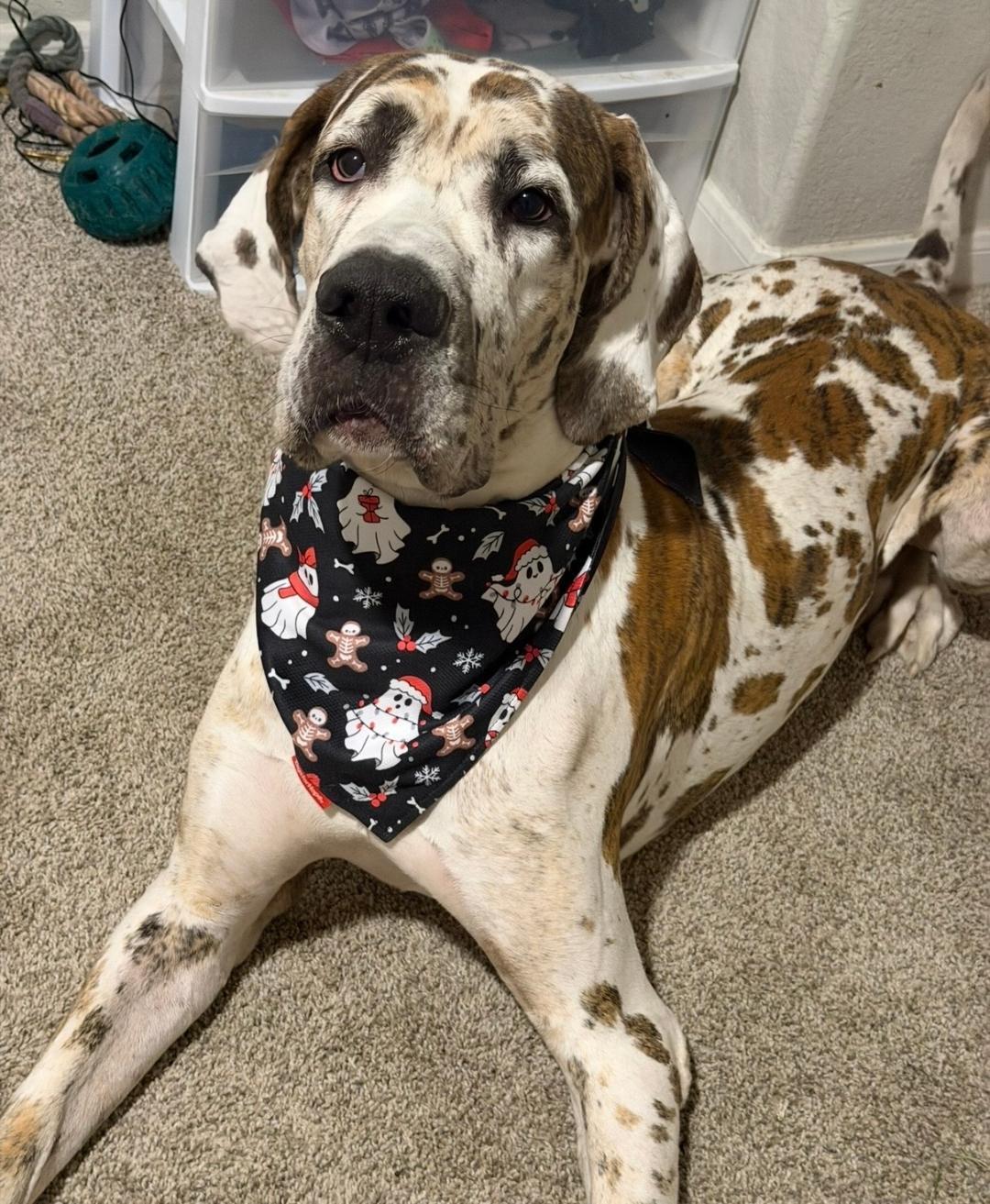Dewey, ADOPTABLE, Young Male Great Dane.