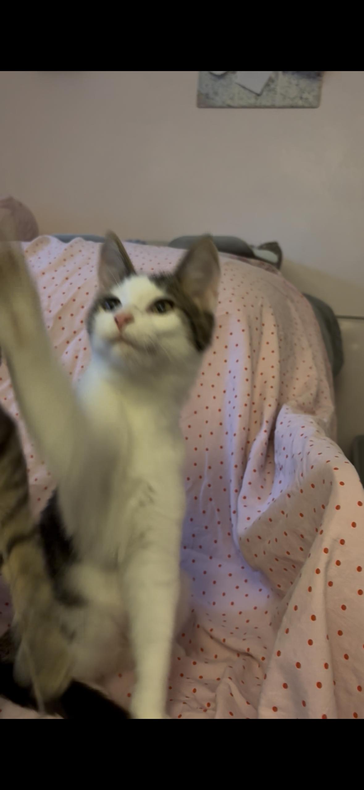 Enlarge Ricotta, a Adoptable Domestic Short Hair in Janesville , WI image 4/4