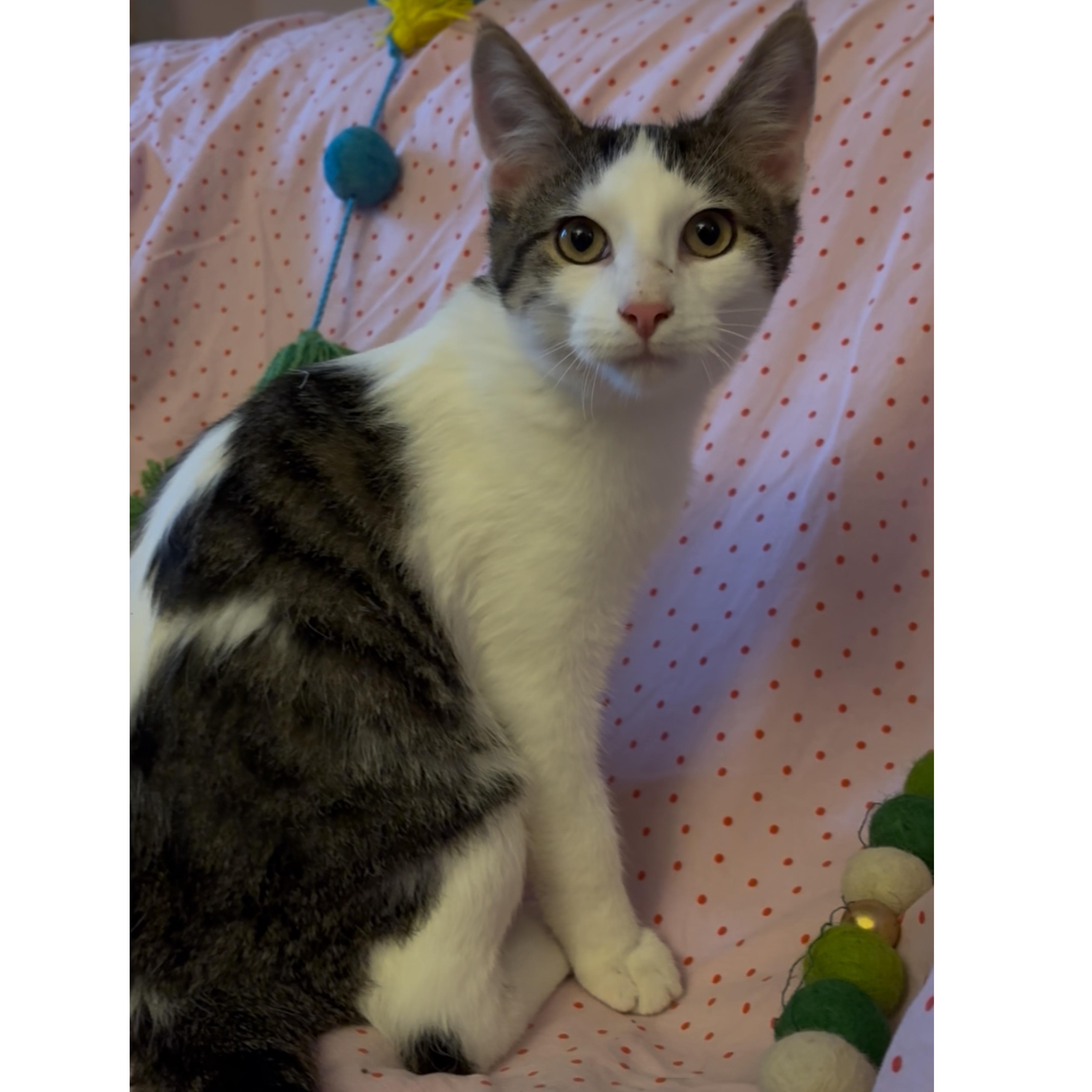 Enlarge Ricotta, a Adoptable Domestic Short Hair in Janesville , WI image 1/4