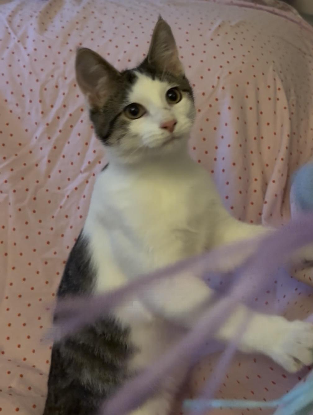 Enlarge Ricotta, a Adoptable Domestic Short Hair in Janesville , WI image 3/4