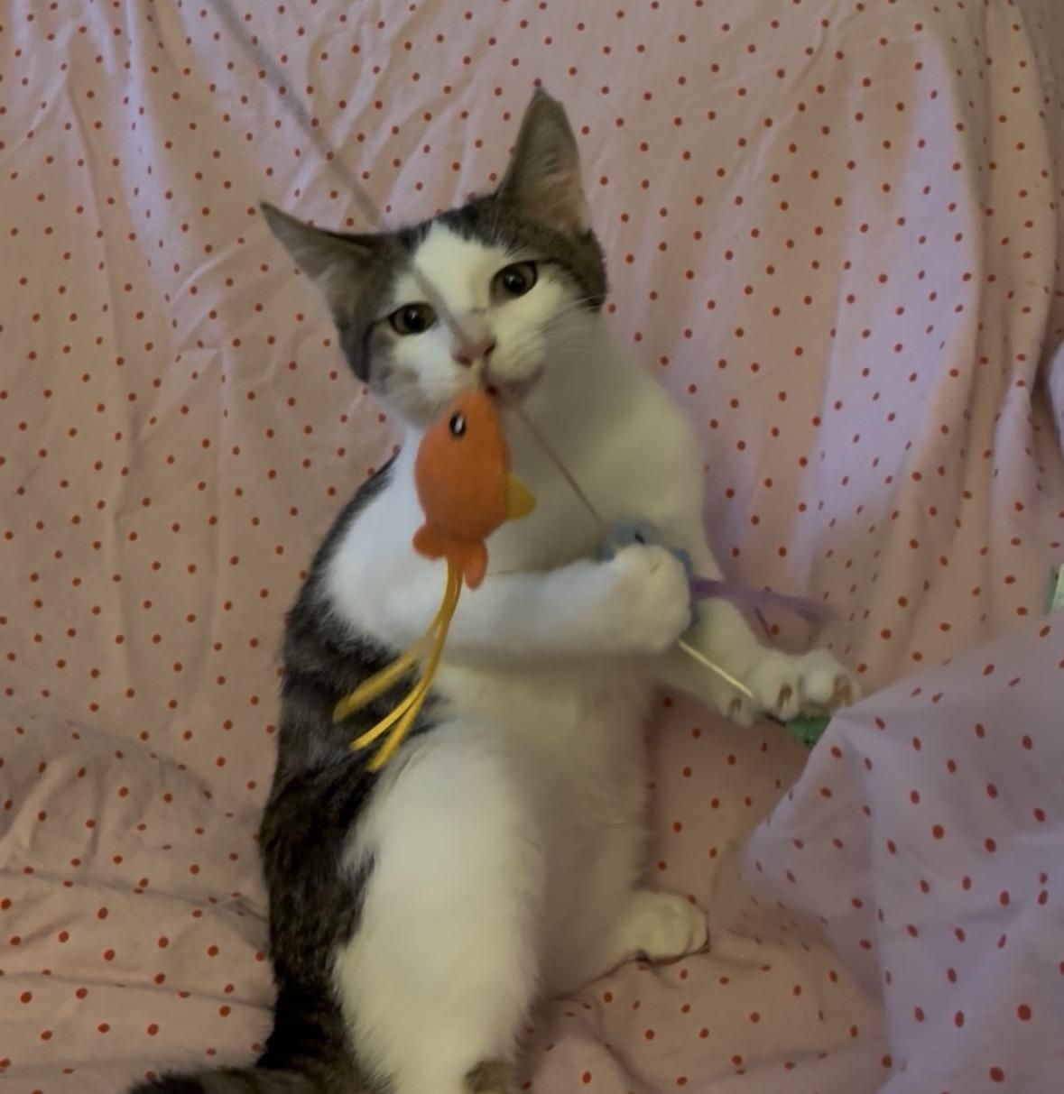 Enlarge Ricotta, a Adoptable Domestic Short Hair in Janesville , WI image 2/4