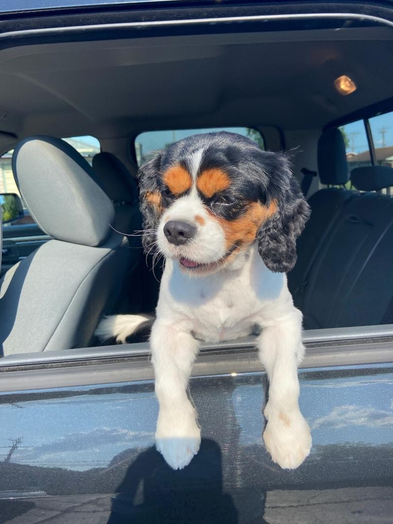Enlarge Henry, a Adopted Cavalier King Charles Spaniel in Brookville, OH image 1/1