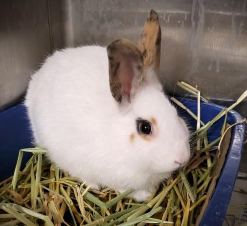 Enlarge MOPSY, a Adoptable American in Los Angeles, CA image 1/1