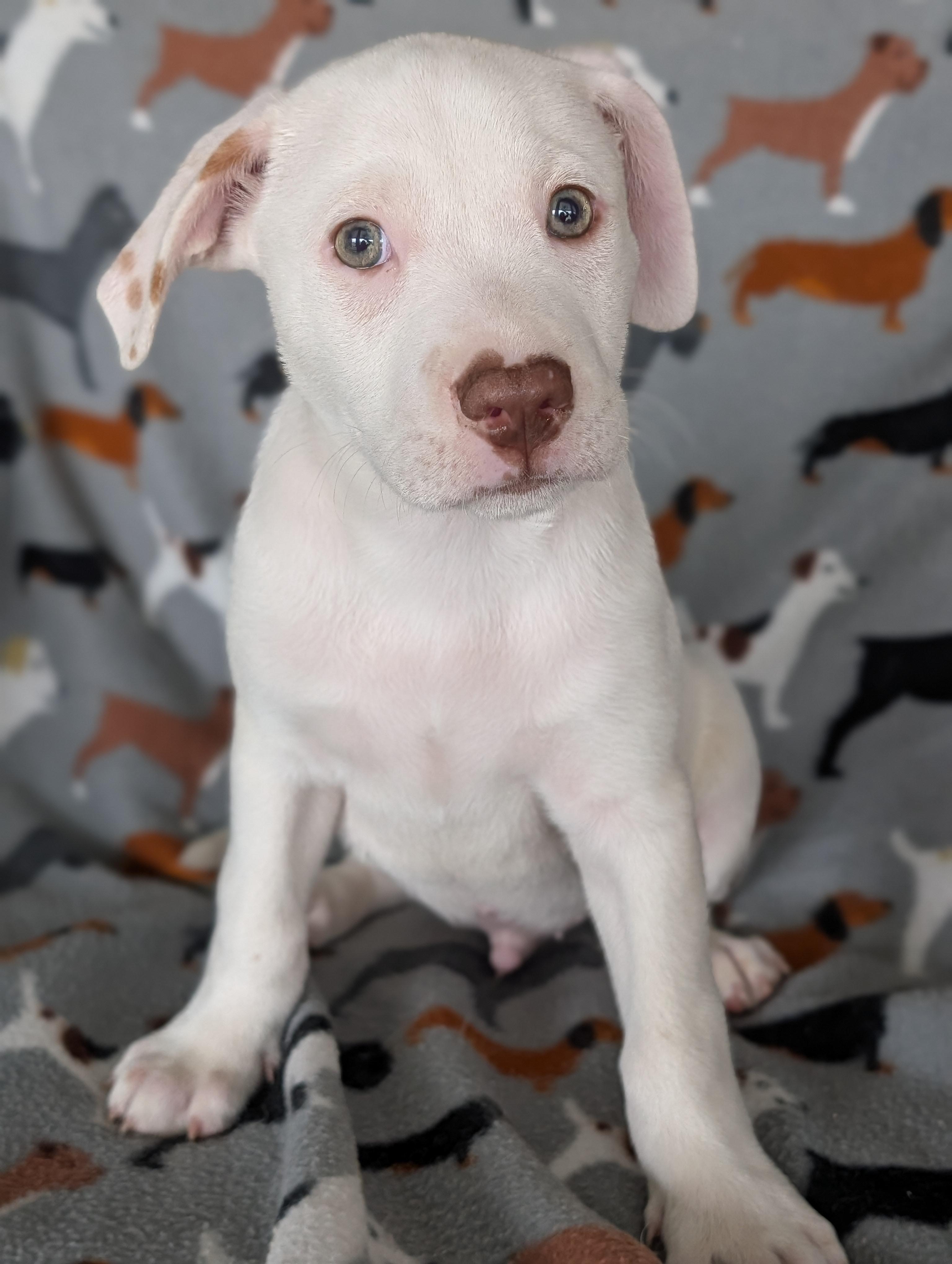 Cannoli, Adoptable, Puppy Male Labrador Retriever & Cattle Dog.