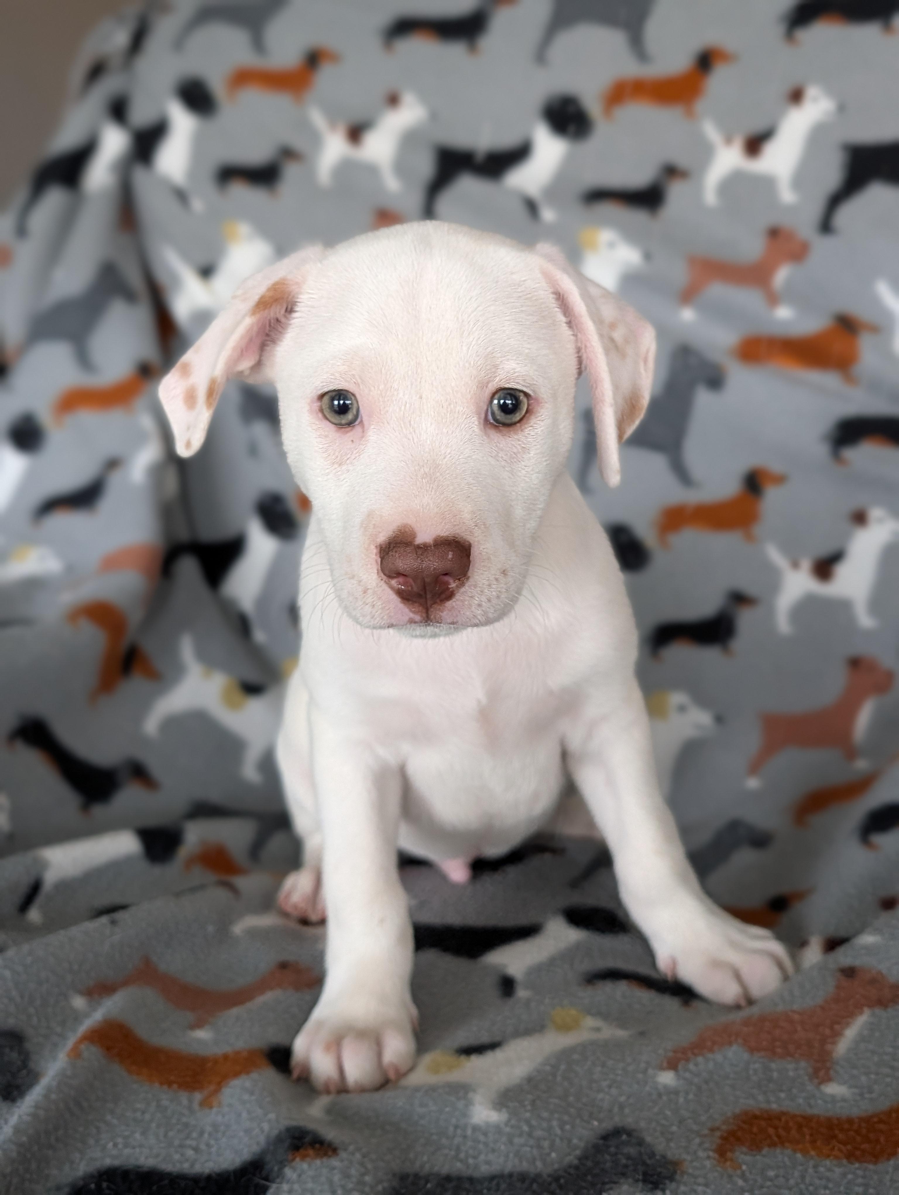 Enlarge Cannoli, a Adoptable mixed breed in Baton Rouge, LA image 3/3