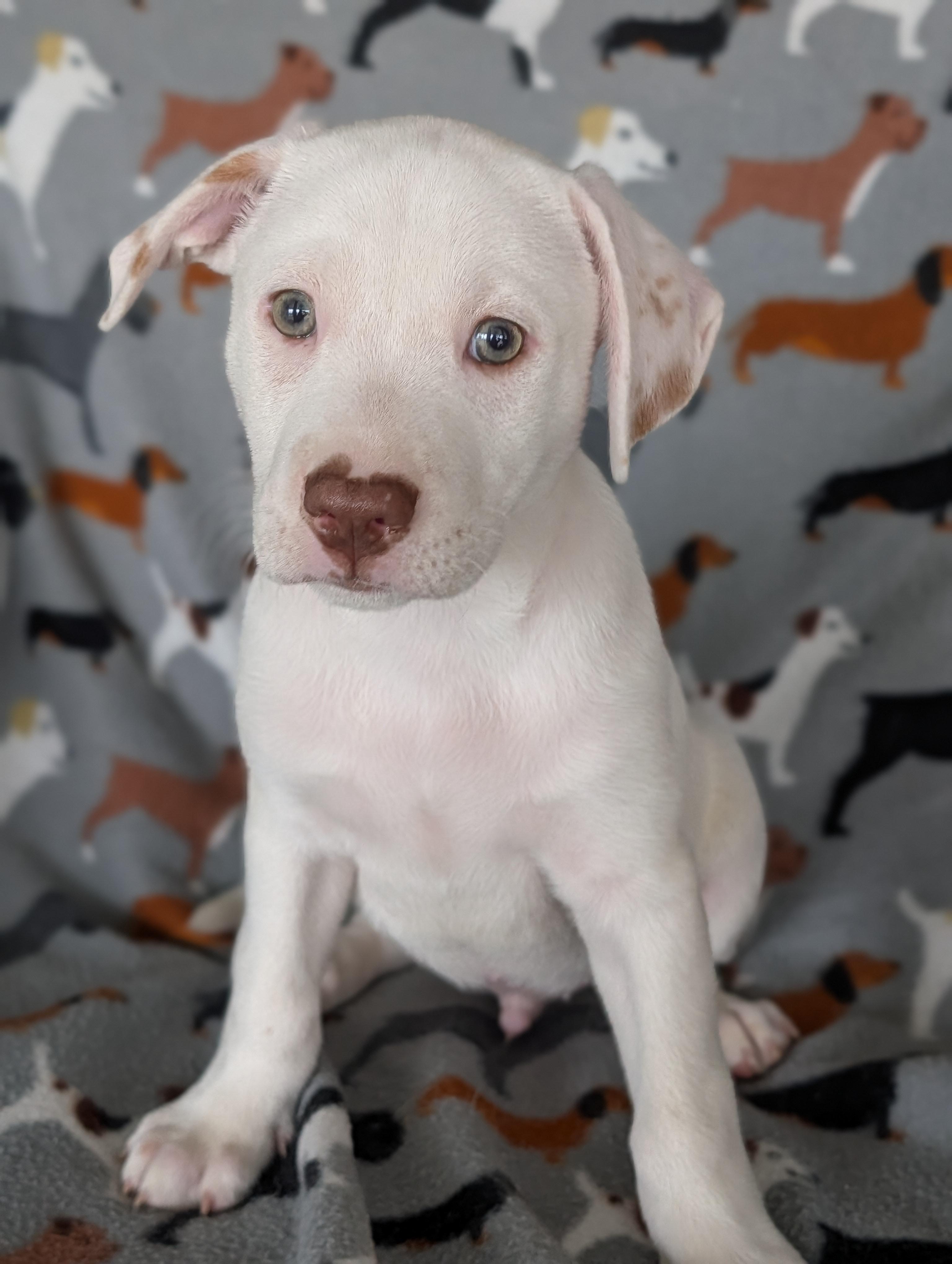 Enlarge Cannoli, a Adoptable mixed breed in Baton Rouge, LA image 2/3