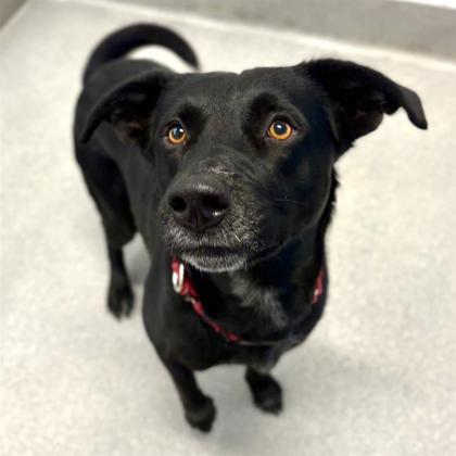 Ben, Adoptable, Adult Male Labrador Retriever.
