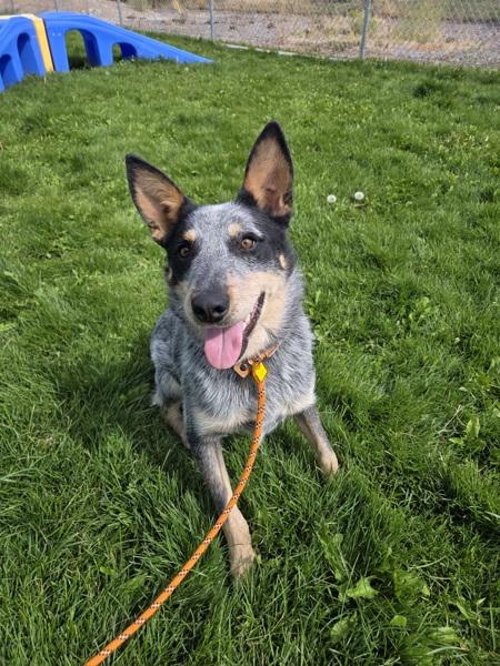 Enlarge Bandit 47278, a Adoptable mixed breed in Pocatello, ID image 1/1