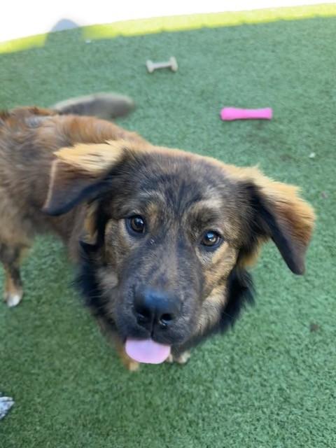 Lucia, an adopted mixed breed in Fayetteville, AR image 5/5