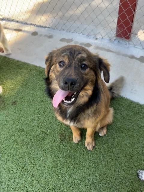 Lucia, an adopted mixed breed in Fayetteville, AR image 4/5