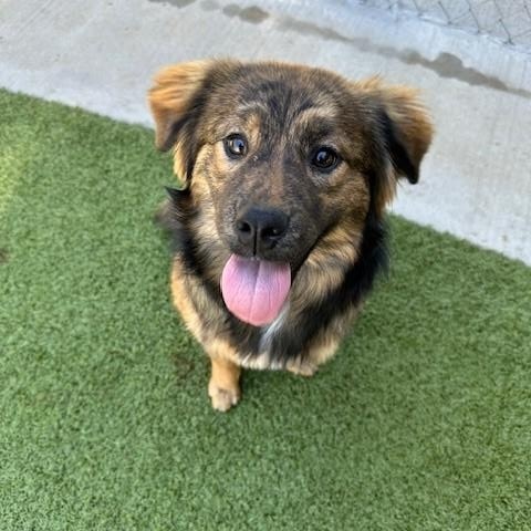 Lucia, adopted, Young Female Australian Shepherd & Dutch Shepherd.
