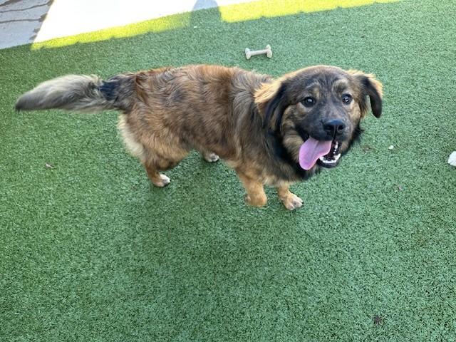 Lucia, an adopted mixed breed in Fayetteville, AR image 2/5