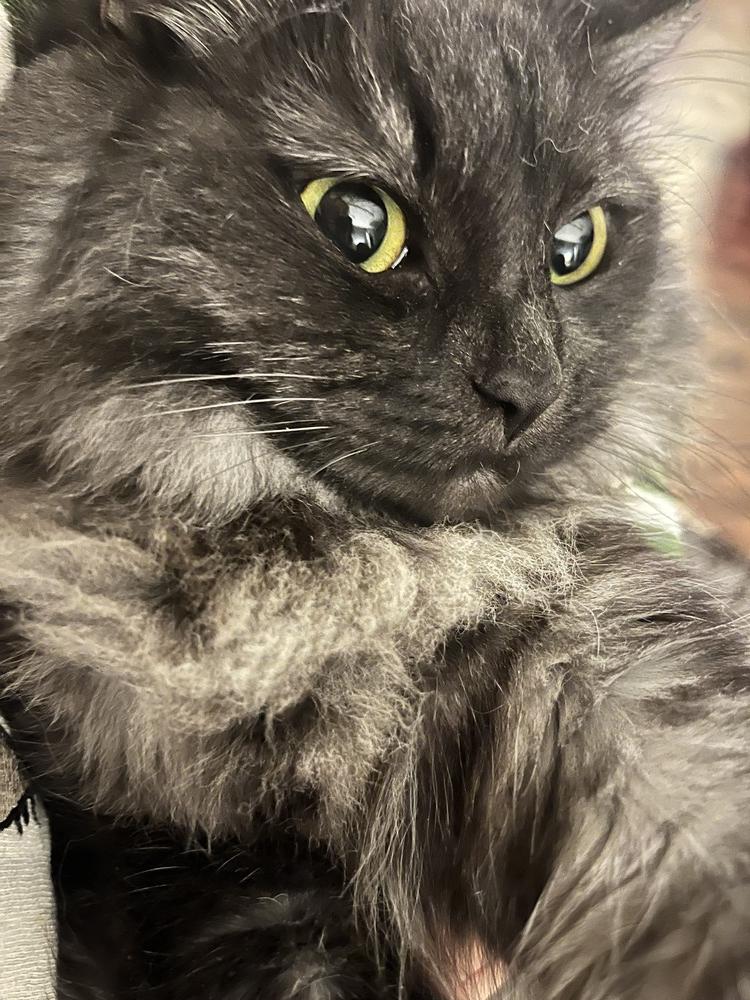 SYBIL, Adopted, Adult Female Domestic Long Hair.